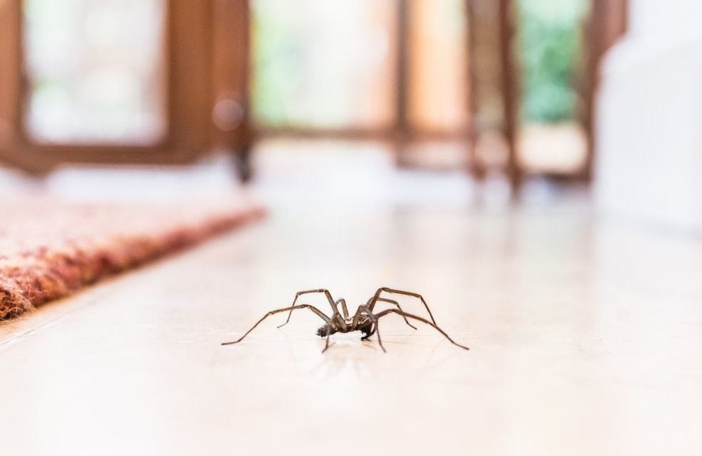 Scientists reveal that you shouldn't get rid of the spiders in your house 2