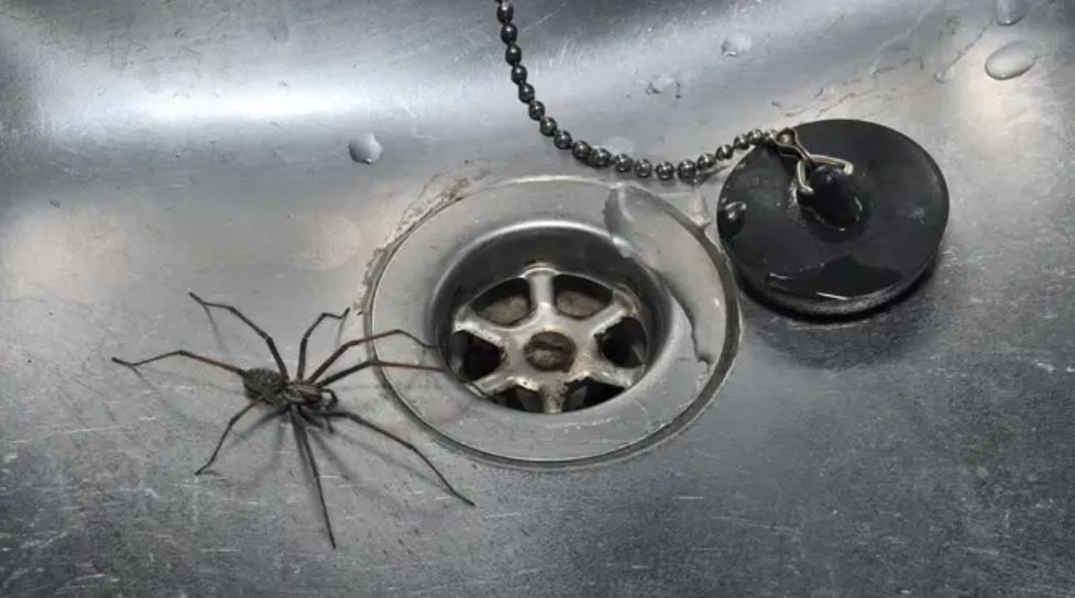 Scientists reveal that you shouldn't get rid of the spiders in your house 4