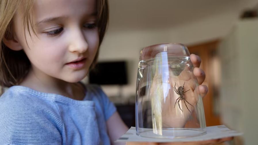 Scientists reveal that you shouldn't get rid of the spiders in your house 5