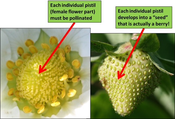 People are just realizing white dots on strawberries are not strawberry seeds 3