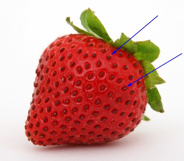People are just realizing white dots on strawberries are not strawberry seeds 5
