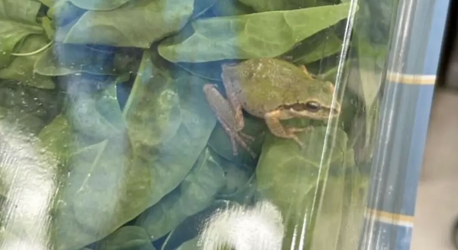 Family discovers live frog in unopened bag of 'triple washed' spinach 1