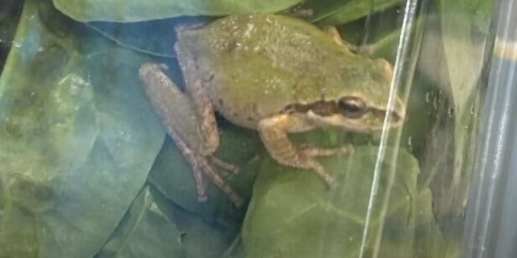 Family discovers live frog in unopened bag of 'triple washed' spinach 2