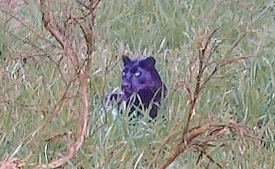 Filmmakers say they've found the 'clearest ever' photo of panther-like creature roaming the British countryside 2