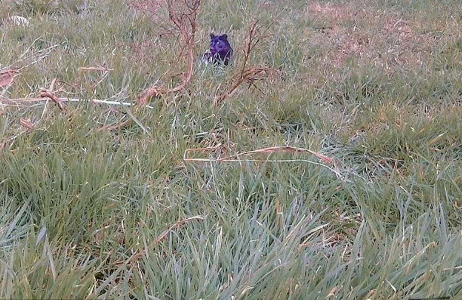 Filmmakers say they've found the 'clearest ever' photo of panther-like creature roaming the British countryside 3