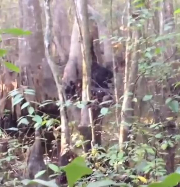 Video of ‘Bigfoot’ in Mississippi woods, photos 'of mythical creature' send fans wild 3