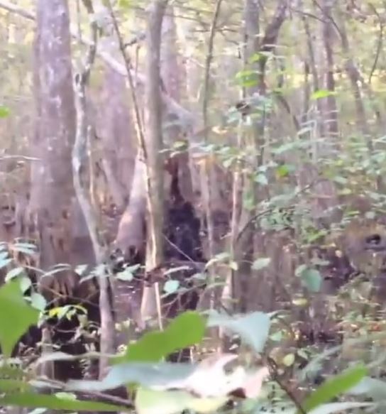 Video of ‘Bigfoot’ in Mississippi woods, photos 'of mythical creature' send fans wild 4