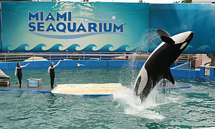 'World's loneliest whale' passed away of kidney disease aged 57, just before plans for release after 50 years in captivity 1