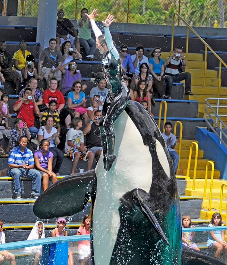 'World's loneliest whale' passed away of kidney disease aged 57, just before plans for release after 50 years in captivity 3