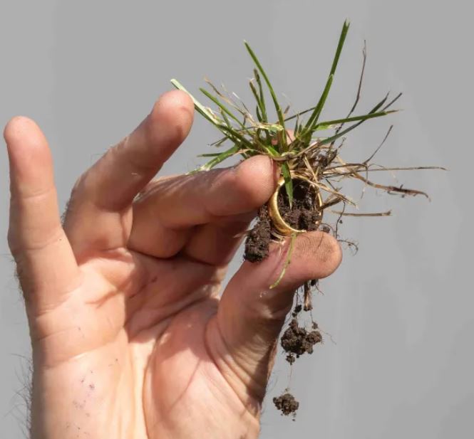 Metal detectorist unearths a 460-year-old posy ring that bearing mystery message 2