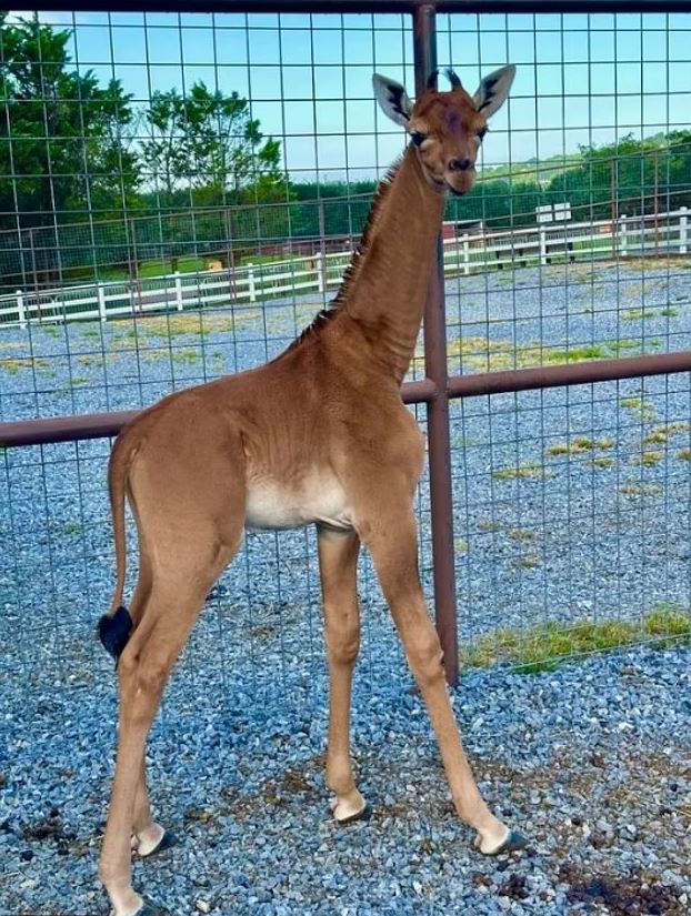 Rare spotless giraffe born at Bright's zoo - believed to be only one in the world 1