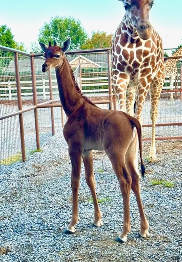 Rare spotless giraffe born at Bright's zoo - believed to be only one in the world 2