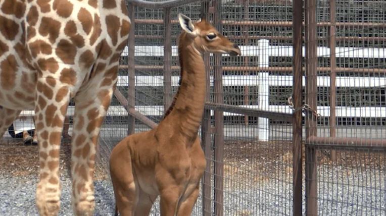 Rare spotless giraffe born at Bright's zoo - believed to be only one in the world 3