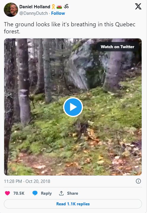VIDEO: Forest floor starts creepily 'breathing', leaving numerous users baffled 1