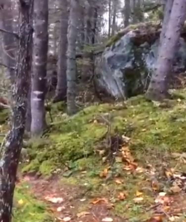 VIDEO: Forest floor starts creepily 'breathing', leaving numerous users baffled 2