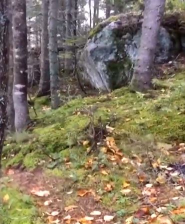 VIDEO: Forest floor starts creepily 'breathing', leaving numerous users baffled 3