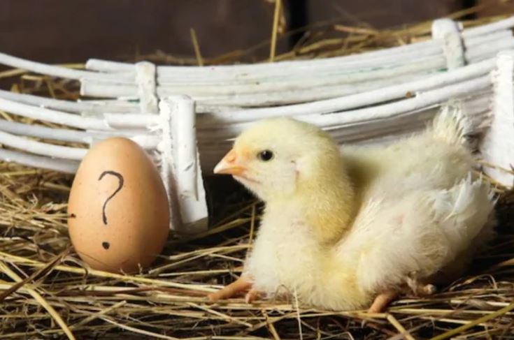 Scientists say they've finally cracked what came first the chicken or the egg? 1