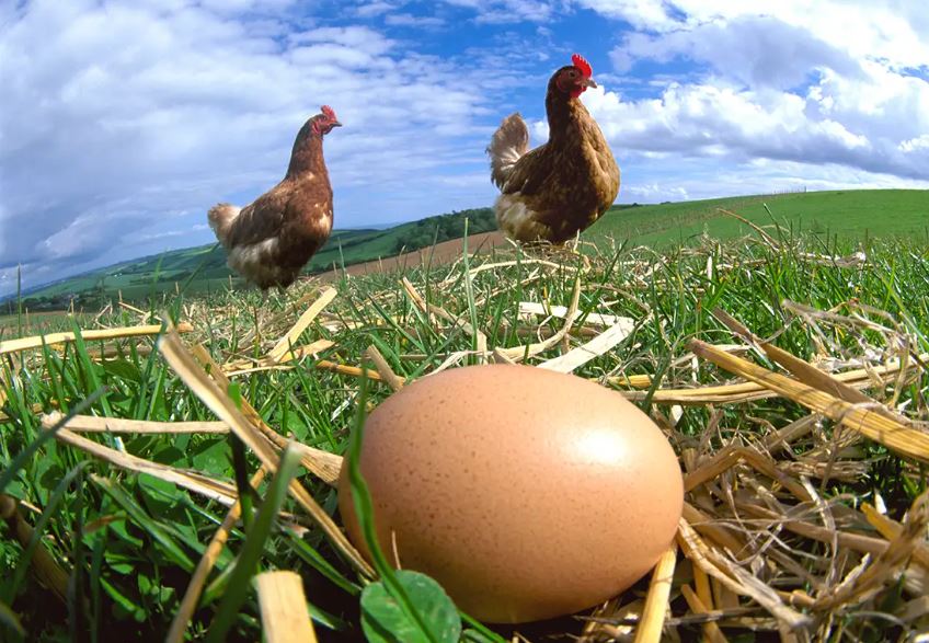 Scientists say they've finally cracked what came first the chicken or the egg? 2