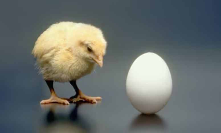 Scientists say they've finally cracked what came first the chicken or the egg? 3