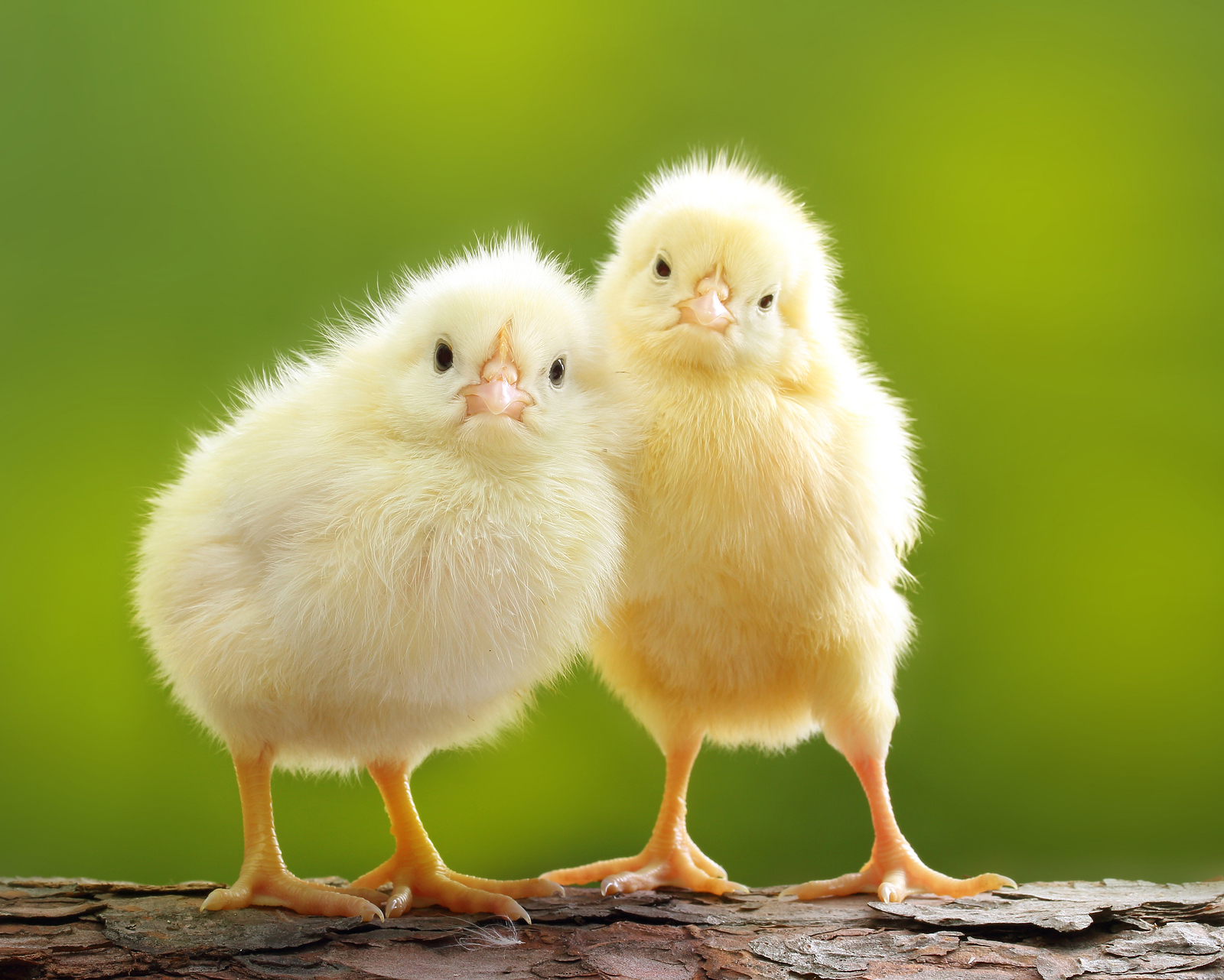 Scientists say they've finally cracked what came first the chicken or the egg? 5