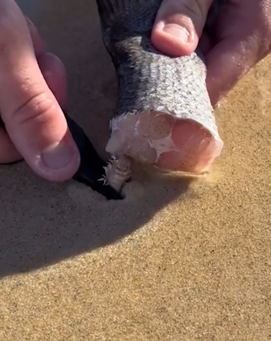 VIDEO: People are stunned by meat-eating beach worms that can grow up to three meters 2