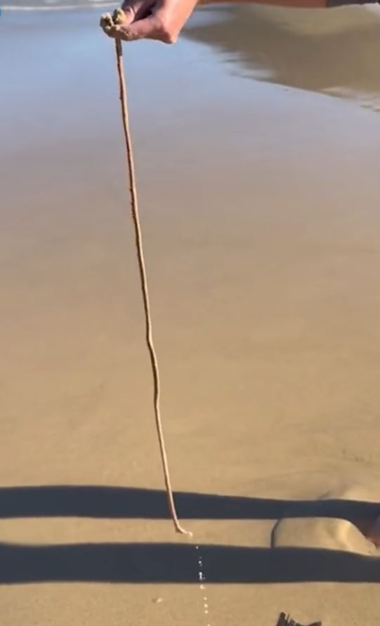 VIDEO: People are stunned by meat-eating beach worms that can grow up to three meters 4