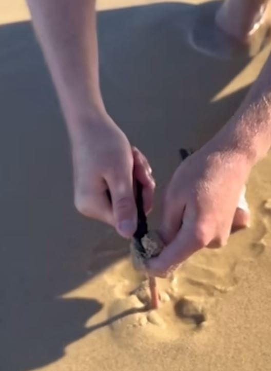 VIDEO: People are stunned by meat-eating beach worms that can grow up to three meters 3