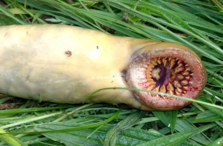 VIDEO: People are stunned by meat-eating beach worms that can grow up to three meters 5