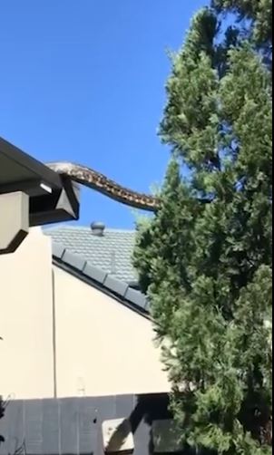 Queensland family film 16-foot python slithered across the roof of their home, stuns community 1