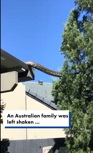 Queensland family film 16-foot python slithered across the roof of their home, stuns community 2