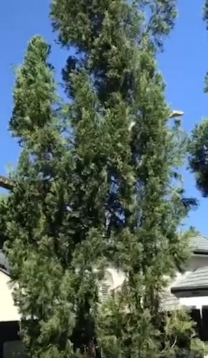 Queensland family film 16-foot python slithered across the roof of their home, stuns community 4