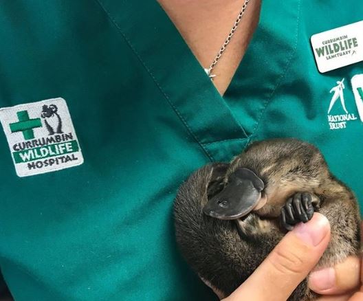 What is the name of the baby platypuses? 4