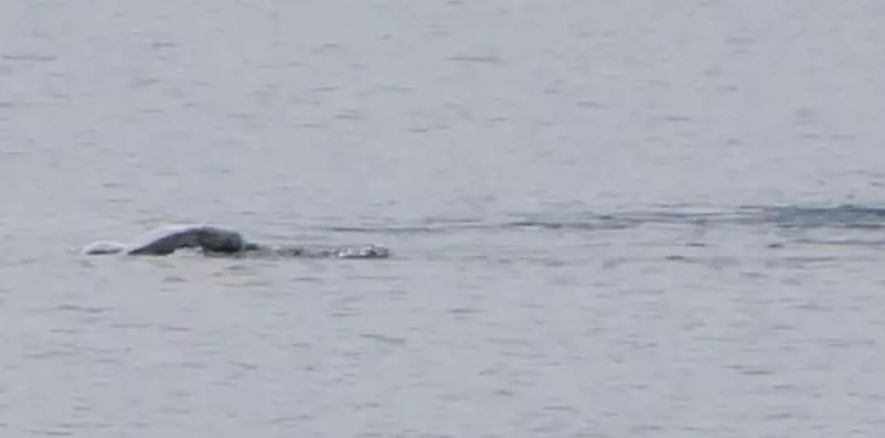 Woman claims she took a new 'sighting' of the Loch Ness monster but has kept it a secret for years 3
