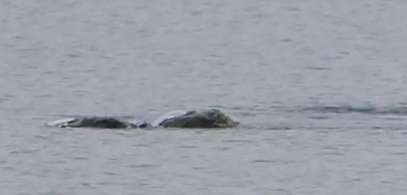 Woman claims she took a new 'sighting' of the Loch Ness monster but has kept it a secret for years 4