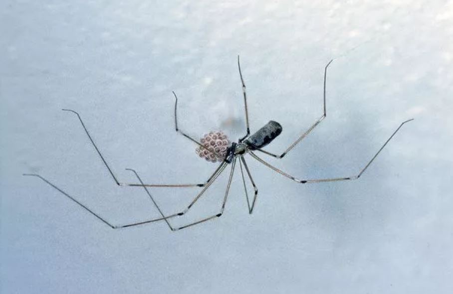 Spider expert warns about one thing people should do when you spot a daddy long legs 1