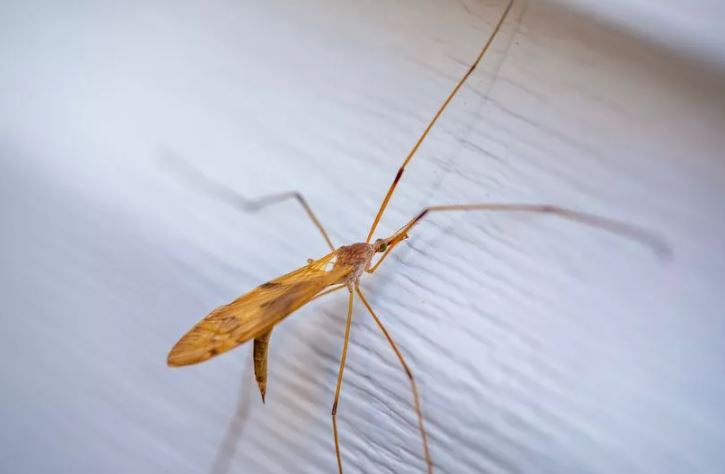 Spider expert warns about one thing people should do when you spot a daddy long legs 3