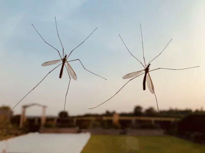Spider expert warns about one thing people should do when you spot a daddy long legs 4