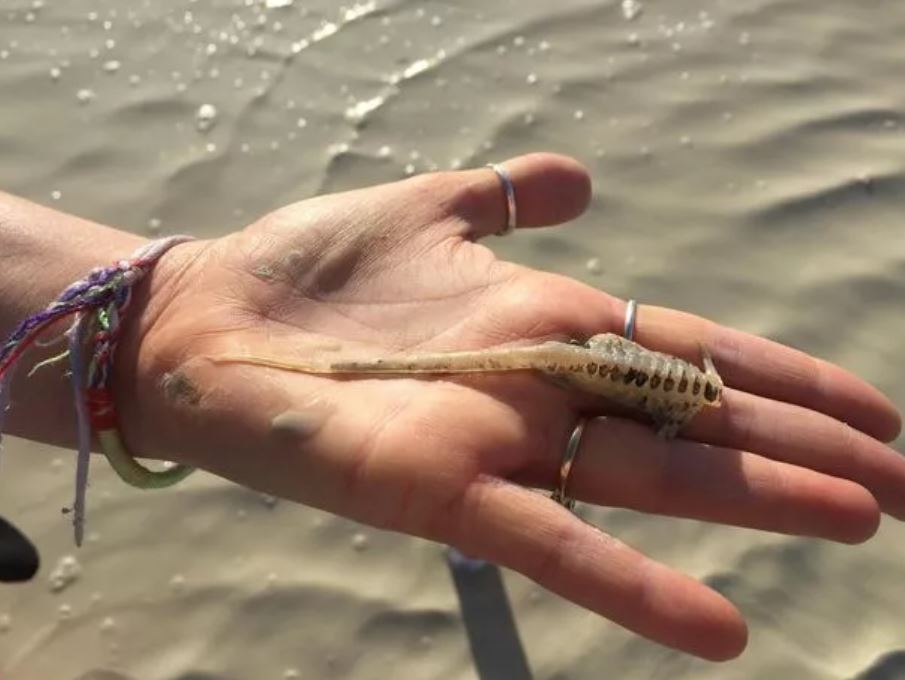 Hundreds of three-eyed 'dinosaur shrimp' wake up at Burning Man 1