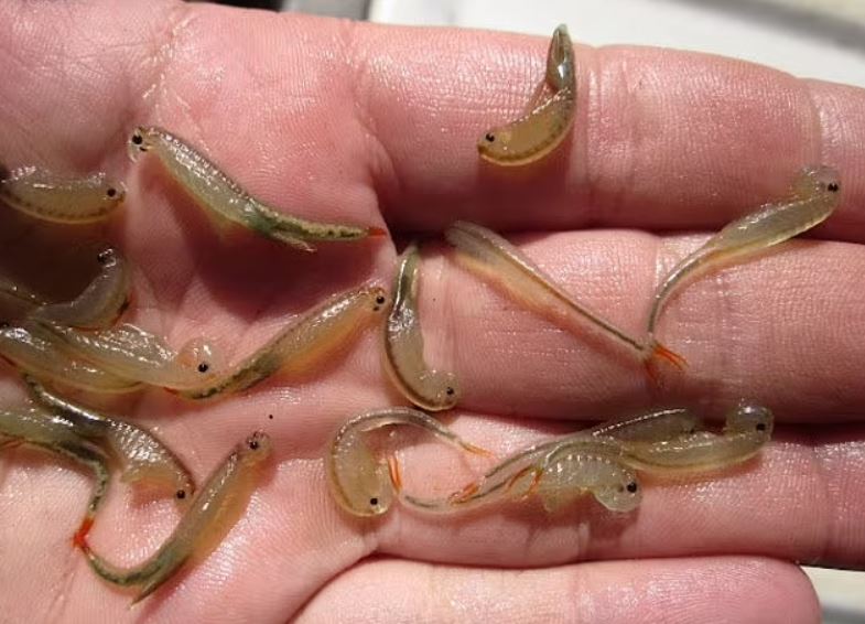 Hundreds of three-eyed 'dinosaur shrimp' wake up at Burning Man 2