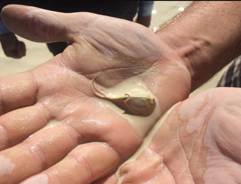 Hundreds of three-eyed 'dinosaur shrimp' wake up at Burning Man 3