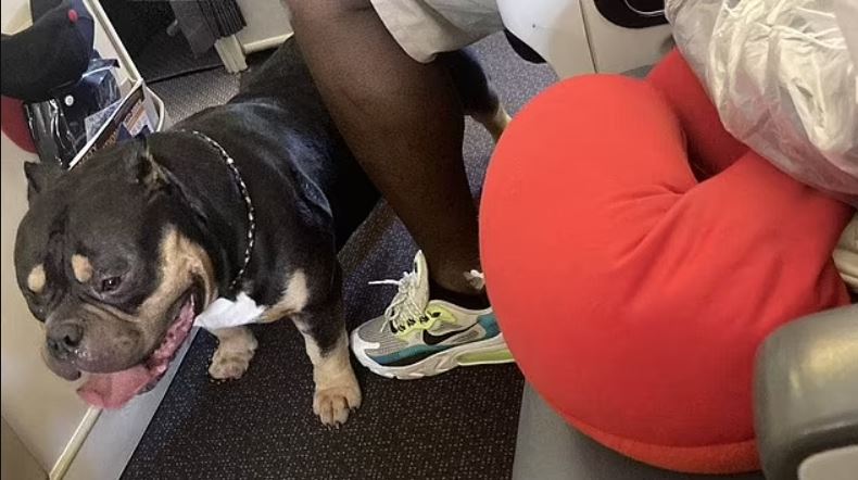 Couple demand refund after being sat next to dog who 'snorted and farted' for 13 hours on flight 2
