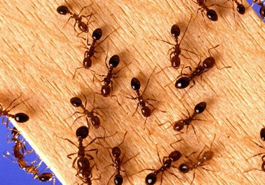 Expert warns people shouldn't get rid of ants in their homes and provides ways to prevent them 5