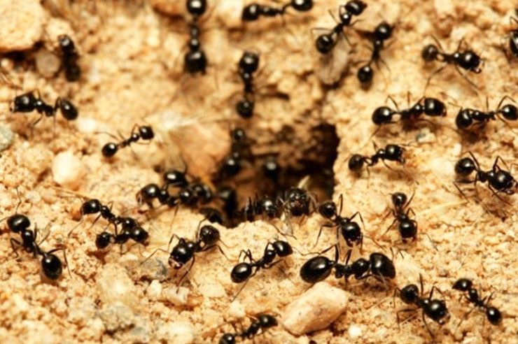 Expert warns people shouldn't get rid of ants in their homes and provides ways to prevent them 1