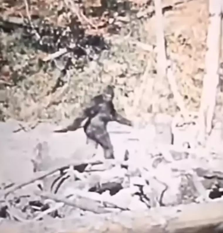 Steady footage of unidentified subject filmmakers believe to be Bigfoot 3
