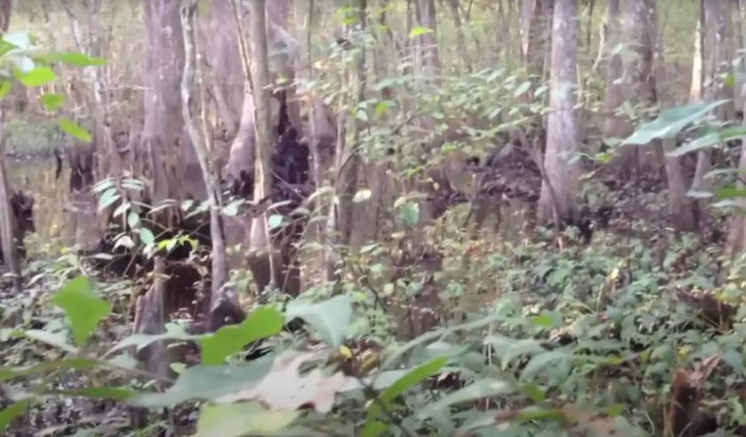 Steady footage of unidentified subject filmmakers believe to be Bigfoot 5