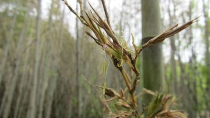 Bamboo is about to flower for the first time in 120 years, baffles scientists 1
