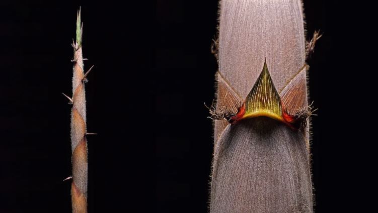 Bamboo is about to flower for the first time in 120 years, baffles scientists 2