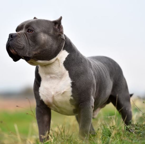 Here's the reason why American XL bully dogs are set to be banned 1