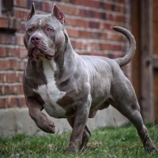 Here's the reason why American XL bully dogs are set to be banned 2