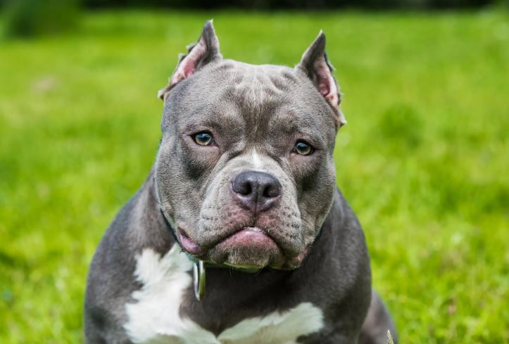 Here's the reason why American XL bully dogs are set to be banned 3